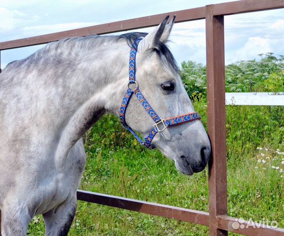 Нарядный голштинский конь купить на Зозу.ру - фотография № 1