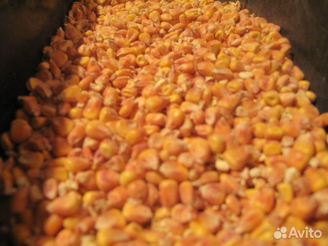 Кукуруза зерно купить на Зозу.ру - фотография № 2