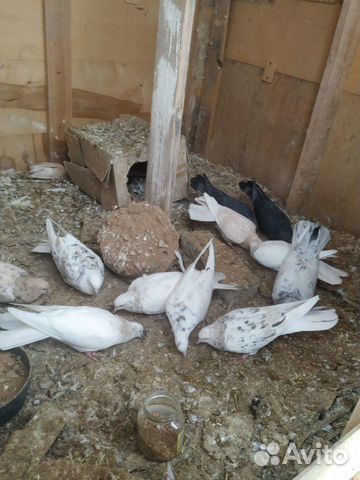Бакинские голуби купить на Зозу.ру - фотография № 1
