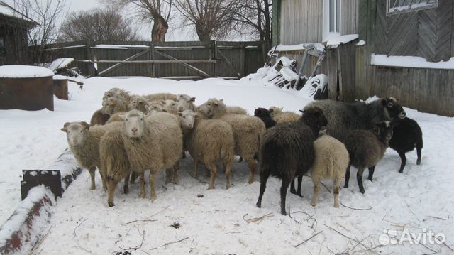 Овцы,бараны,молодняк мелкого рогатого скота купить на Зозу.ру - фотография № 8