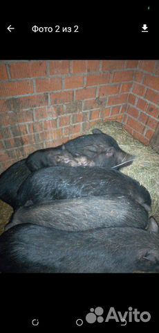 Продам вьетнамских свиней(распродаю хозяйство) купить на Зозу.ру - фотография № 1