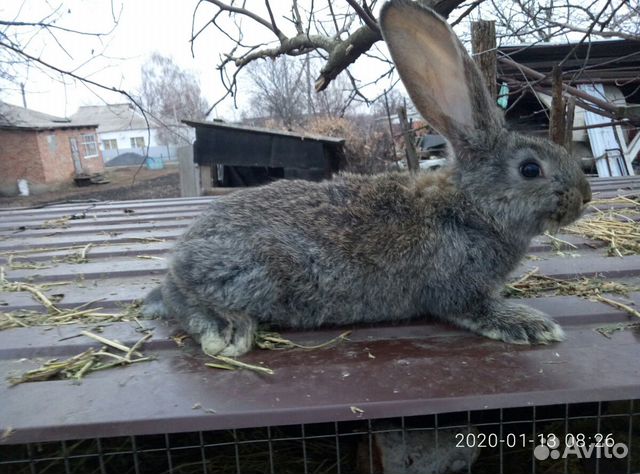 Кролик фландр купить на Зозу.ру - фотография № 2