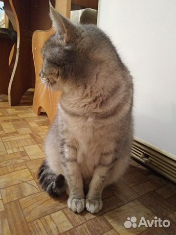 Добрый котик ищет хозяев купить на Зозу.ру - фотография № 2
