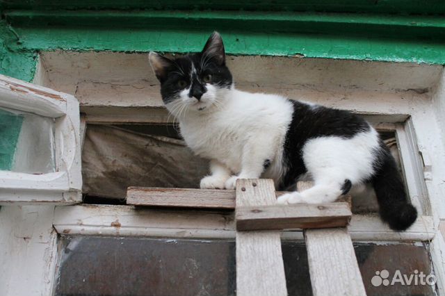 Котенок мальчик Кузя ищет дом