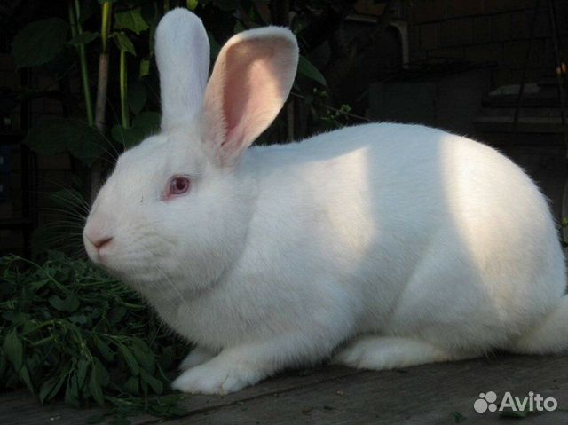 Продам кроликов живьем,цена за одного купить на Зозу.ру - фотография № 1