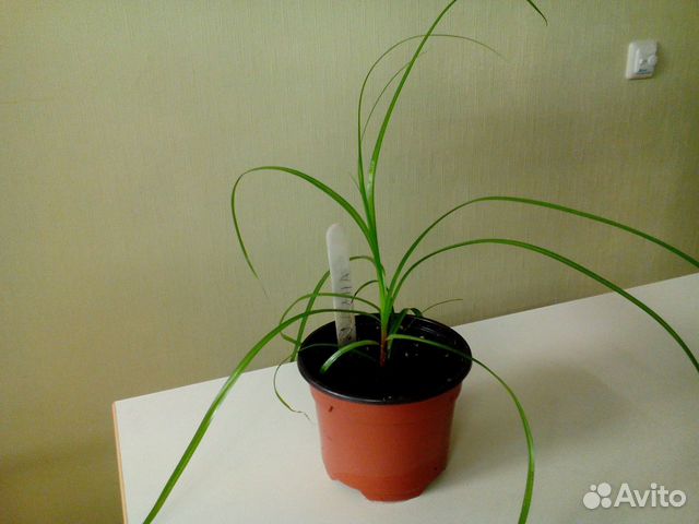 Комнатные Комнатные