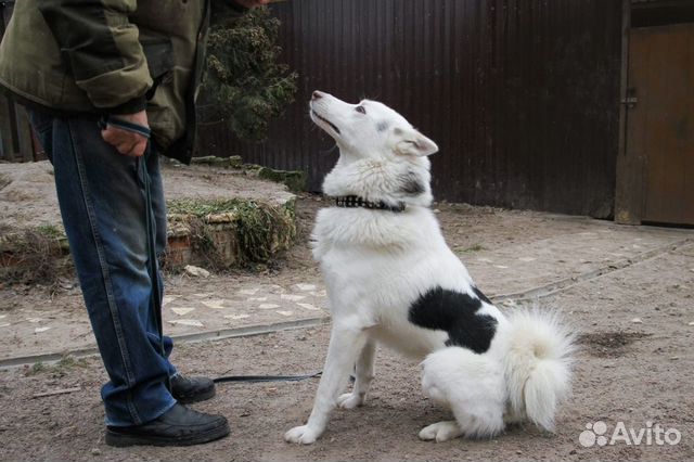 Лайка