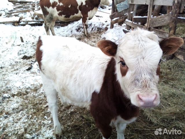 Продам коров,телят купить на Зозу.ру - фотография № 2