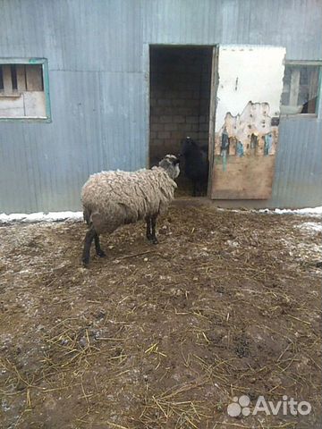Овца с ягненком купить на Зозу.ру - фотография № 2