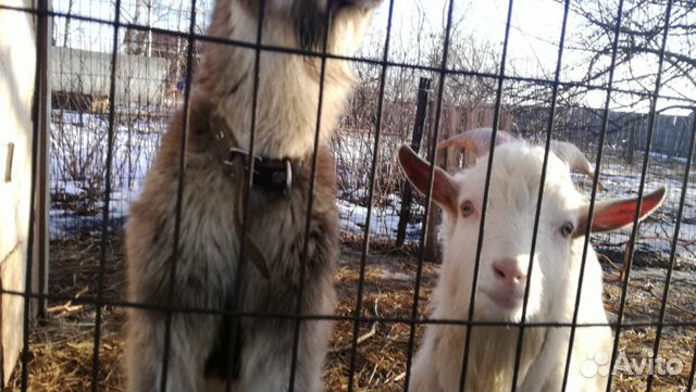 Коза и козел купить на Зозу.ру - фотография № 2