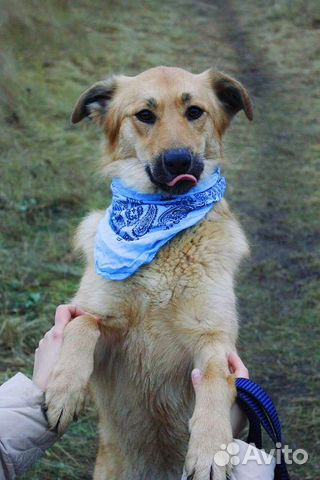 Веселая собака в дар купить на Зозу.ру - фотография № 6