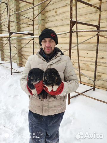 Спасите щенят купить на Зозу.ру - фотография № 1