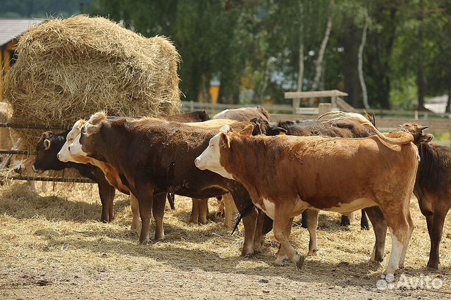 Коровы и телята швицкой породы купить на Зозу.ру - фотография № 6