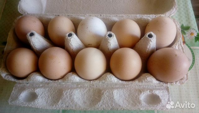 Яйцо инкубационное леггорн.Яйцо микс купить на Зозу.ру - фотография № 2