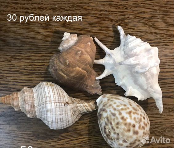 Ракушки для аквариума Ракушки для аквариума