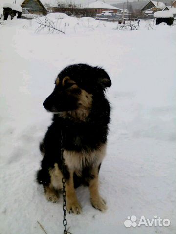 Собака Сашенька, годовалая, умница купить на Зозу.ру - фотография № 3