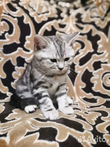Шотландские котята