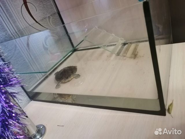 Черепаха+аквариум купить на Зозу.ру - фотография № 2