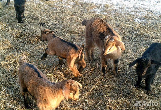 Чешские комолые козы, американцы рогатые купить на Зозу.ру - фотография № 6