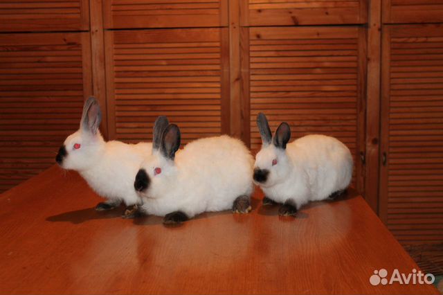 Кролики Калифорнийские купить на Зозу.ру - фотография № 2