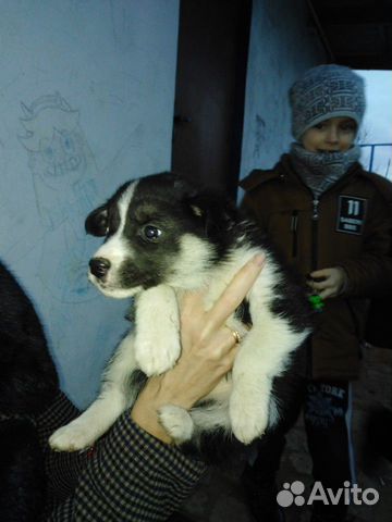 Собака хаски метис купить на Зозу.ру - фотография № 4