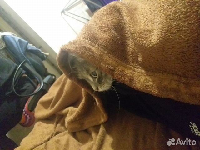 Кошка