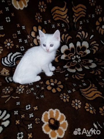 Котята породы Као мани купить на Зозу.ру - фотография № 6