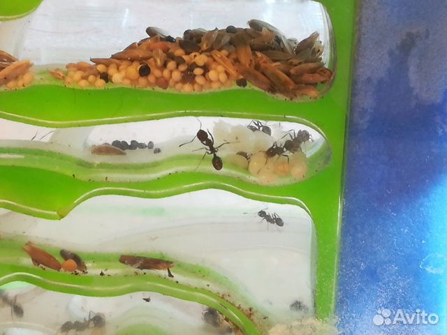 Продаются муравьи жнецы купить на Зозу.ру - фотография № 1
