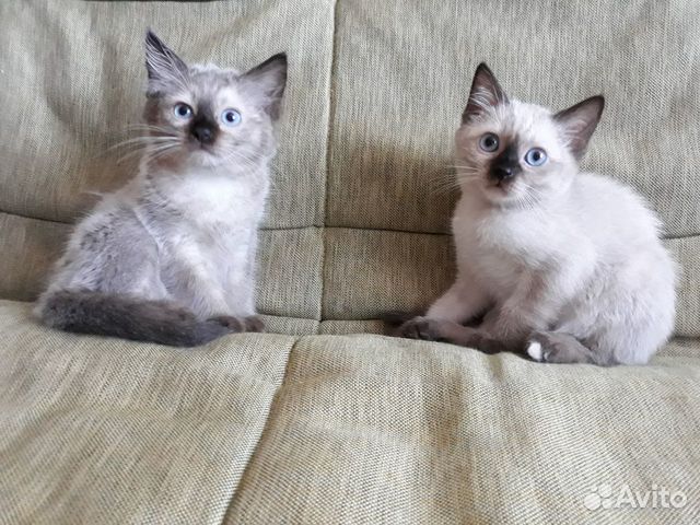 Продам тайских котят купить на Зозу.ру - фотография № 7