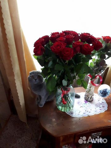 Британский кот вязка купить на Зозу.ру - фотография № 1