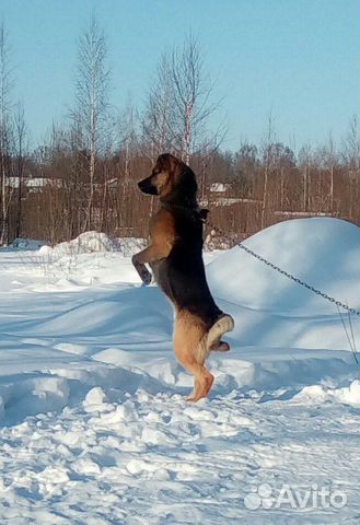 Собака-охранник в добрые руки купить на Зозу.ру - фотография № 3