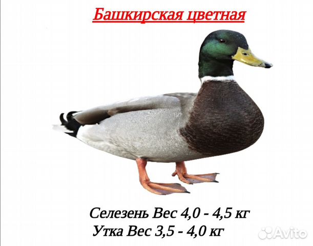 Домашняя птица на заказ купить на Зозу.ру - фотография № 8