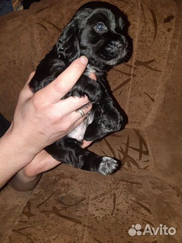 Английский спаниель