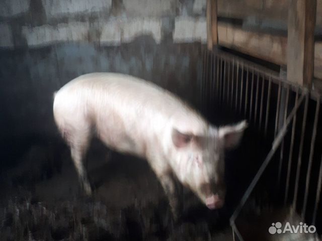 Продам свинью на мясо купить на Зозу.ру - фотография № 1