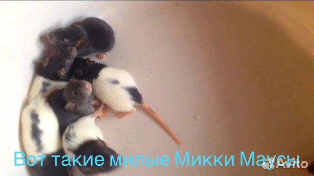 Крысы купить на Зозу.ру - фотография № 2