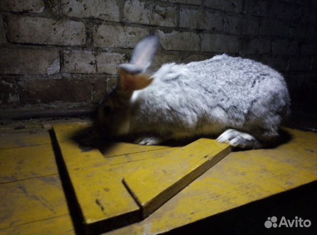 Кролики 3 месяца купить на Зозу.ру - фотография № 3