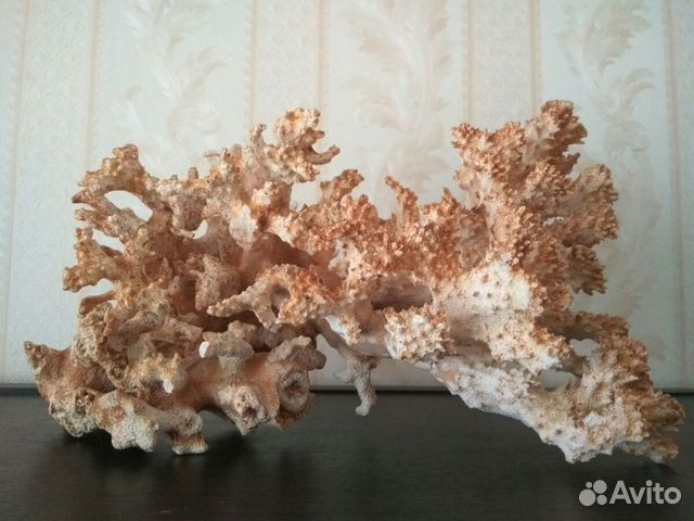 Натуральный большой Коралл для аквариума Натуральный большой Коралл для аквариума