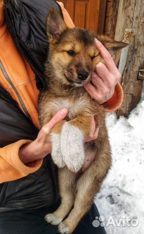 Собака-щенок купить на Зозу.ру - фотография № 1