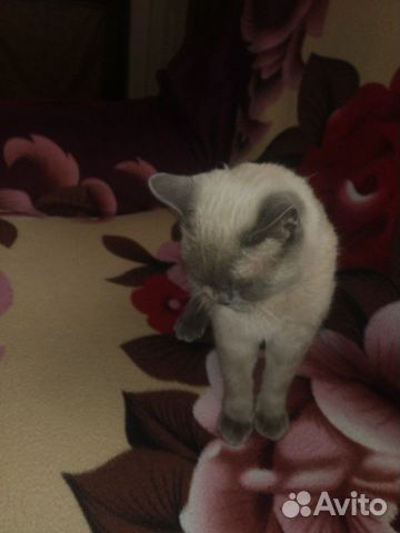 Кошка порода сиямский купить на Зозу.ру - фотография № 5