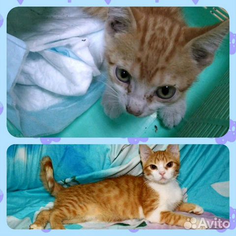 Котик в добрые руки