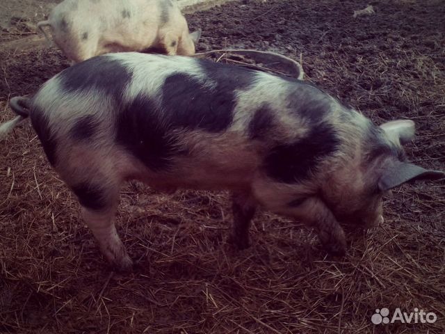 1 Хряк и 2 свиньи купить на Зозу.ру - фотография № 3