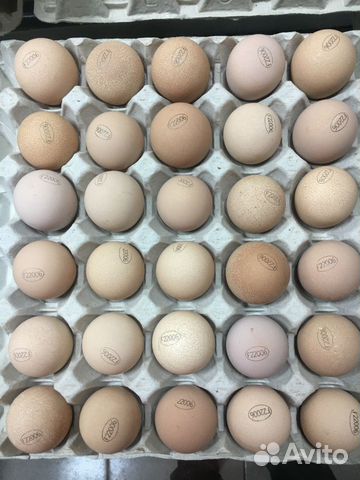 Купить яйца иркутск. Инкубационное яйцо Росс 308 Словакия. Инкубационное яйцо наполовину темное.