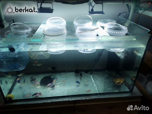 Аквариумы и аквариумные рыбки купить на Зозу.ру - фотография № 1