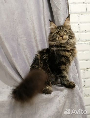 Мейн-кун котик