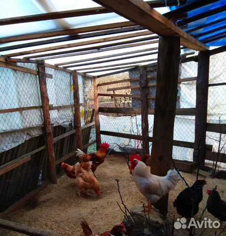 Цыплята от домашних курочек купить на Зозу.ру - фотография № 3