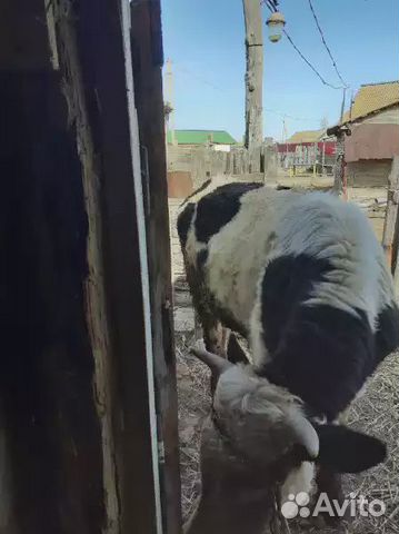 Бык и коровы купить на Зозу.ру - фотография № 4