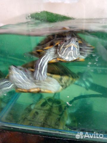 Черепахи красноухие купить на Зозу.ру - фотография № 4