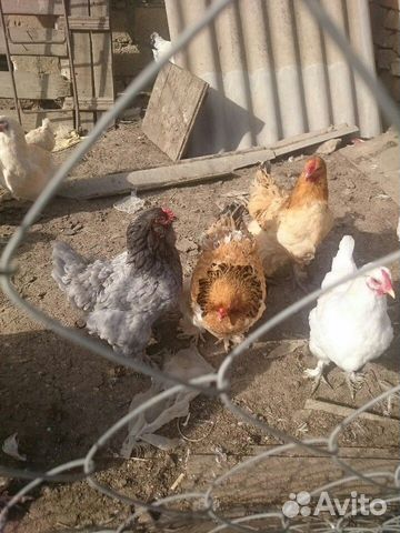Куринные яйца на инкубацию купить на Зозу.ру - фотография № 2