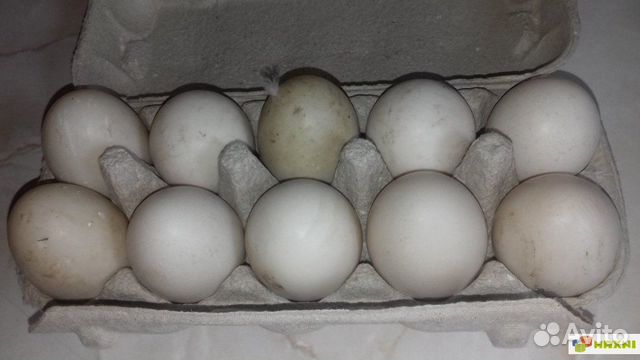 Купить инкубационное яйцо в курской области. Инкубационное яйцо индоутки. Инкубируем яйцо индоутки. Яйца индейки. Яйцо индоутки инкубационное фото.