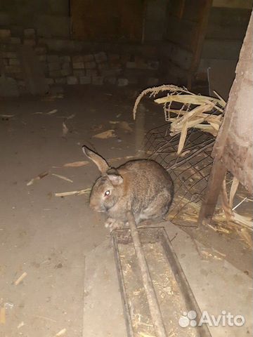 Кролик домашний купить на Зозу.ру - фотография № 1